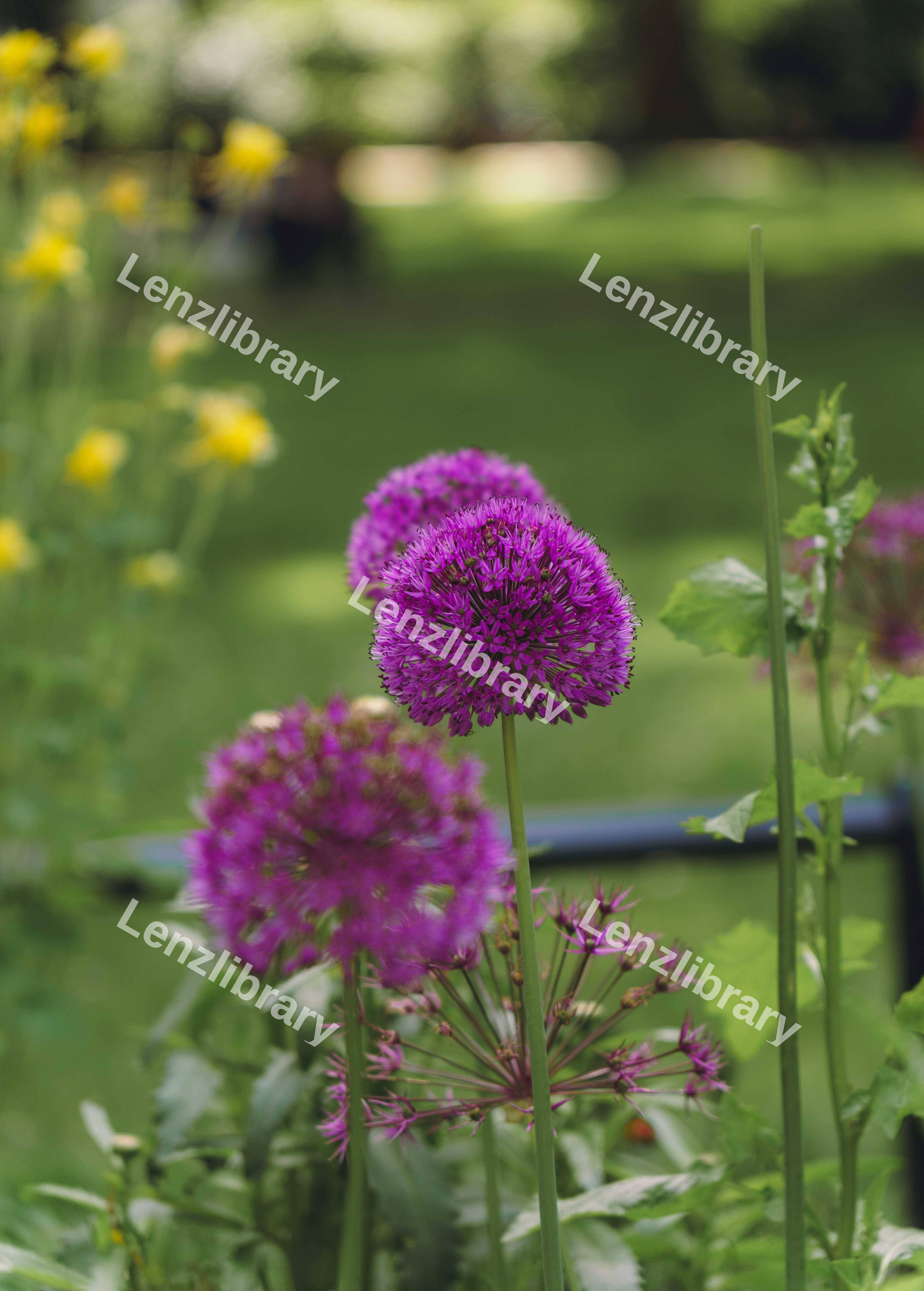 Three Allium (Star of Persia) Variation